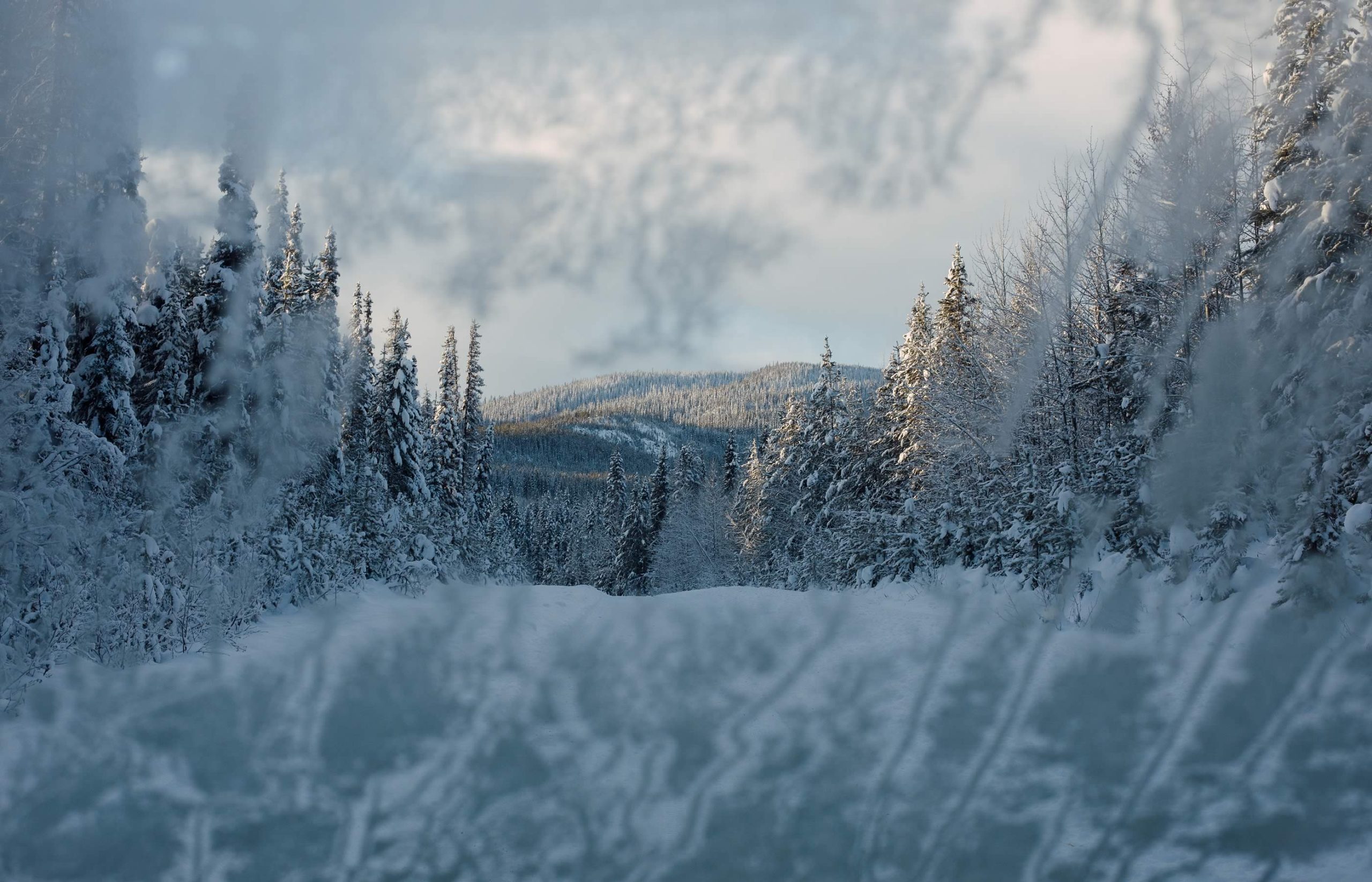 Forest of conifers as viewed through a frost covered lens
